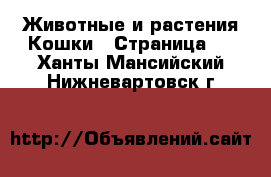 Животные и растения Кошки - Страница 2 . Ханты-Мансийский,Нижневартовск г.